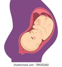 Baby Inside Belly Images Stock Photos Vectors Shutterstock