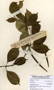 Image result for Oncinotis