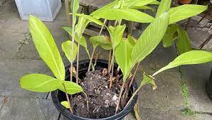 I absolutely love green gardens nursery! In The Garden With Andrew Planting Tropicals In The Garden