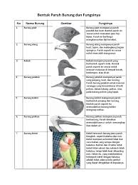 Yang mana burung ini punya bulu yang terlihat begitu indah dan punya kicauan yang terdengar. Bentuk Paruh Burung Dan Fungsinya