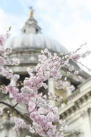 Cherry Blossoms At St Paul S London Bloom Bloom Book Blossom