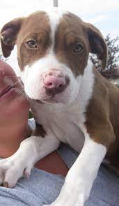 Also applies to american bullies, and american staffordshire terriers The Killing Of Puppy 43063 Nathan J Winograd