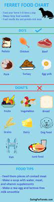 Check Out This Chart On How To Feed Your Ferret Ferret Ferret Diet What Do Ferrets Eat