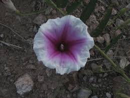 Image result for Ipomoea venosa