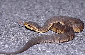 When cornered, as a defense mechanism, this snake will open its mouth to display the cotton did you know that cottonmouth snakes give birth to live young? Cottonmouth Reptiles Of Alabama Inaturalist