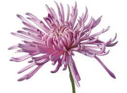 Chrysanthemum Mums Flower Meaning Symbolism