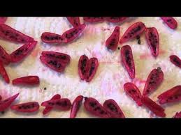 How to grow the san pedro cactus from seeds (also peyote). Basic How To Harvesting Cacti Seed Mammillaria Prolifera Cactus Seeds How To Grow Cactus Prickly Pear Cactus