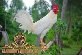 Pembayaran mudah, pengiriman cepat & bisa cicil 0%. Ayam Aduan Kelso Asal Filipina Bandar Sabung Ayam Maxbet303