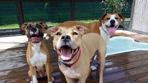 Check spelling or type a new query. Pet Paradise Animal Hospital And Resort Home Facebook