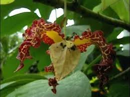 Image result for Monodora