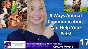 5 Ways Animal Communication Can Benefit Your Pet