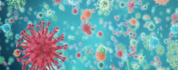 How Often Do Animals Get Stds? | Discover Magazine