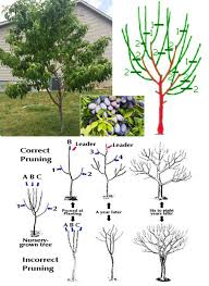 Image result for pruning plum trees