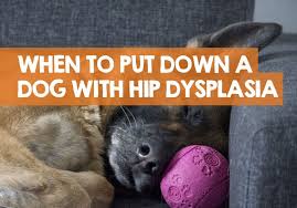 Maybe you would like to learn more about one of these? When To Put A Dog Down With Hip Dysplasia What I Learned