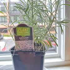 Image result for Helichrysum lastii