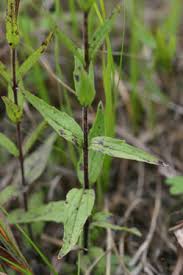 Image result for Buchnera