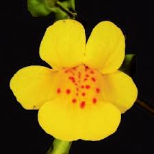 Image result for Mimulopsis solmsii