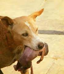 The dog had found the baby in an alley and was trying to save its life.😯