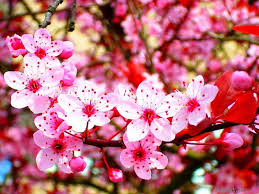 Google has many special features to help you find exactly what you're looking for. Wallpaper Gambar Bunga Sakura Yang Indah