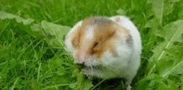 Resultado de imagen para site:cienciasdelsur.com "pastoreo racional"