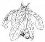 Image result for Schrebera trichoclada