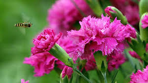 Gemüse, das wenig wasser braucht. Nelken Optimal Pflanzen Und Pflegen Das Sollten Sie Beachten