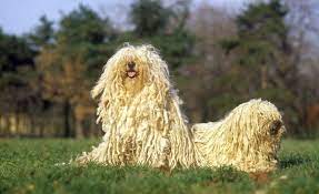 Click the answer to find similar crossword clues. 17 Dog Breeds With Curly Hair Curly Canines