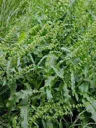 Image result for Rumex