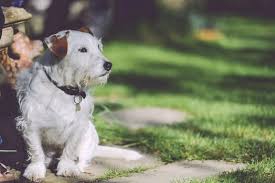 Enter the microchip id below and click search. Pet Ownership Comes With Responsibilities Stuttgartcitizen Com