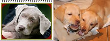 According to the labrador site, yellow ones are often associated with guide dogs for the blind, black labs are associated with gundog work, and brown or chocolate labs are more common as pets and show dogs. Silver Lab Vs Yellow Lab Puppies Genetic Study And Trends In 2021
