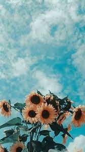 Aesthetic Sky Flowers Pastel Nature Vintage Cute Summer Https Weheartit Com Entry Sunflower Wallpaper Painting Wallpaper Aesthetic Iphone Wallpaper