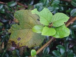 Image result for Cordia africana