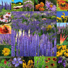 We supply golf courses, landscapers, contractors, stores, farmers and home owners with all their seed and seed related items. Native Perennial Wildflower Seed Mix