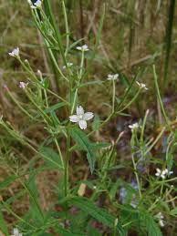 Image result for Epilobium stereophyllum