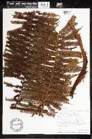 Image result for Cyathea mildbraedii