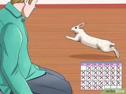 The florida white was developed through progressive selective breeding of the offspring of a few crosses of breeds such as the albino american dutch, white polish, and a small new zealand rabbit breed. 3 Ways To Care For Florida White Rabbits Wikihow