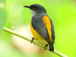 Their breeding habitat is the edges of deciduous and mixed woods across eastern north america. Orange Bellied Flowerpecker Ebird