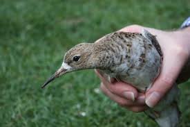 All donations to ruff are tax deductible. In The World Of Ruffs A Male Bird That S Sneaky And Well Endowed Animal Behaviour Earth Touch News