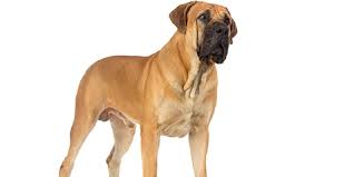 The cheapest offer starts at r 1 000. Rottweiler Boerboel Shefalitayal