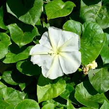 Image result for Ipomoea wightii