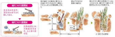 根深ネギ 家庭菜園のススメ Jaしみず