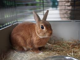 If necessary, use a baby gate or metal pet enclosure to block off one part of a larger room. How To Litter Train A Rabbit