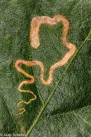 Image result for Stigmella basiguttella