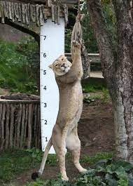 We did not find results for: London Zoo Gets Creative For Its Annual Weigh In 3 Chinadaily Com Cn