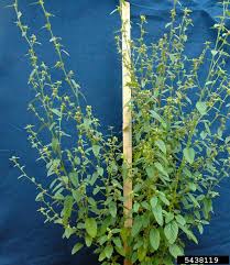 Image result for Sida spinosa