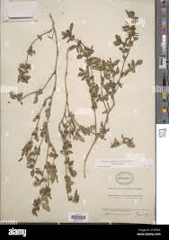 Image result for Zaleya