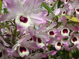 Dendrobium Nobile Noble Dendrobium World Of Flowering Plants Dendrobium Nobile Orchid Flower Wild Orchid