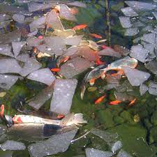 Click here to read about how to make artifical rocks for your koi pond fill hole with fresh water. Your Koi Koi Pond And Springing Back To Life Next Day Koi
