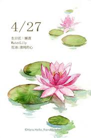 每日一花4 27 生日花 haru hello lotus flower painting watercolors watercolor lotus lotus flower painting