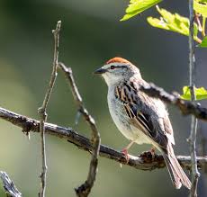 Image result for Passerina montana